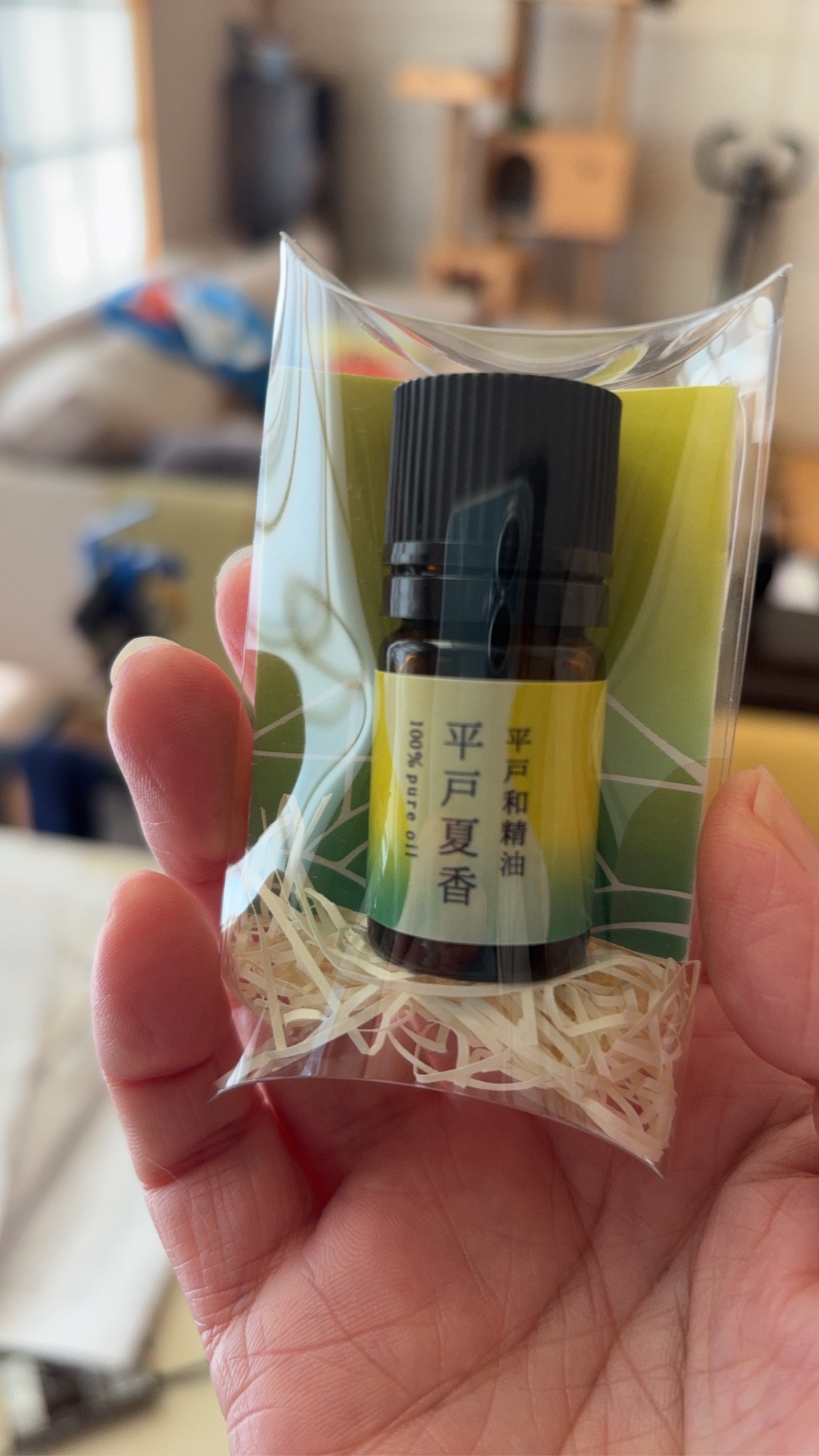 🌞 平戸の夏を、冬にまとう